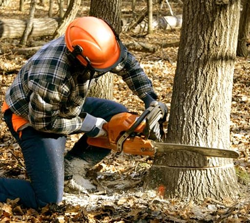 Tree Removal in Bantry, ND
